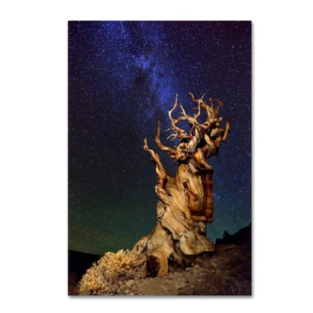 Tanja Ghirardini 'Bristlecone Pine' Canvas Art,16x24